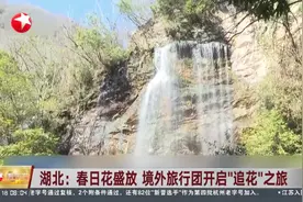 湖北：春日花盛放 境外旅行团开启“追花”之旅视频封面