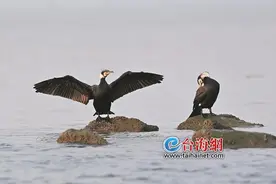 远方的客人请你留厦来！秋风起，上百种数以万计候鸟正赶来厦门图片