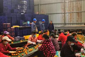 电力充足 广西荔浦小小砂糖橘奔向全国图片