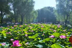 千城百县看中国｜河北栾城：盛夏荷花开满塘图片