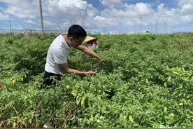 乐东佛罗镇丹村第一书记高芳帅：赤诚诠释初心，实干践行使命图片