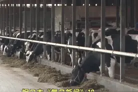 日本公司研究用牛粪制造火箭燃料图片