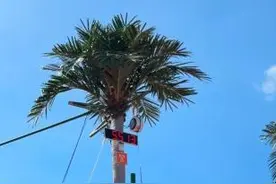 上海消防员化身攀椰运动员：享受“最海南”的运动图片