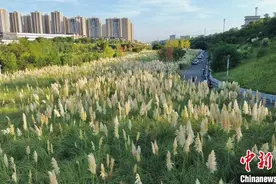 重庆一公园芦苇飘荡美如画图片