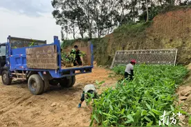 植竹添绿，林下生金，高州市云潭镇探路竹笋产业图片