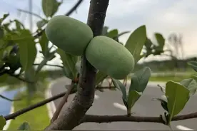 成都路边绿化带海棠树结果！专家：能吃但不建议吃图片