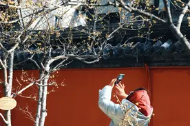 “迎春第一花”绽放，北京市属公园蜡梅迎来观赏期图片