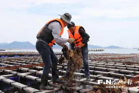 连江2.5万亩三倍体牡蛎迎丰收 产量超10万吨图片