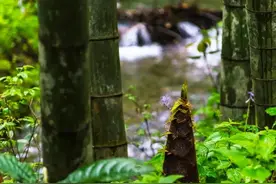 春天的鲜味道，春笋的家常做法学起来~｜上海市消保委现代农业办图片