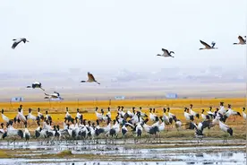 鹤舞阿热湿地——探访拉萨当雄黑颈鹤迁徙中转站图片