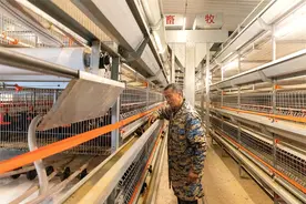 江西吉水：红毛鸭品种资源保护图片