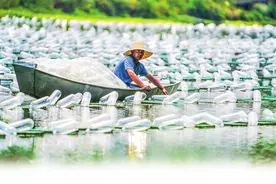 【高质量发展看河南】河声｜中原有“粮”策图片