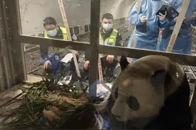 “福宝”回家啦！姜爷爷一路相伴图片