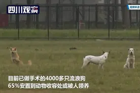 管控！新加坡5年为80%流浪狗完成绝育手术图片