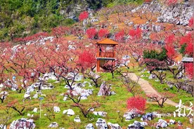 桃、梅、李、梨、荔！“五朵金花”的春日“钞能力”图片