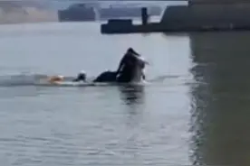 救人“白龙”马之死：死亡地与救人点相隔不到百米，几天内从精壮瘦成皮包骨图片