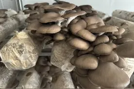 自动配料、自动种菌、智能出菇……记者探访全国食用菌科技示范基地，揭秘蘑菇全自动化生产图片