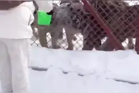 东北虎排队等着被泼雪 还有东北虎为被泼一爪将同伴“踹”走图片