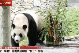 是你的“福”！顶流明星复出亮相 “福宝”缓缓走向外场图片