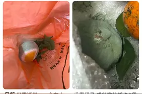 发霉橘子在二手平台高价卖：科研所需还是“网络戏剧”？图片