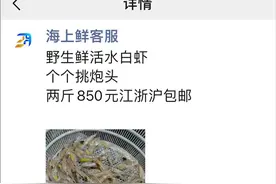 425元一斤的白虾，为啥这么贵？图片
