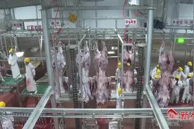 张家川县牛羊屠宰加工厂项目投产 屠宰产业步入规模化轨道图片