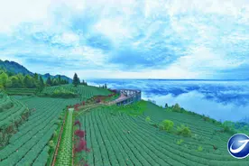 踔厉奋发二十载 雅山雅水变“茶海”图片
