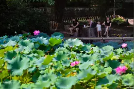 图片新闻|秋日荷花惹人醉图片
