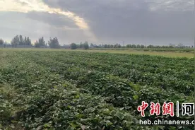 张家口阳原：红薯丰收田间忙图片