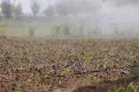 仅12小时就可完成250亩地喷水，水肥一体化让“粮田”变“良田” | 改革成果看山东图片