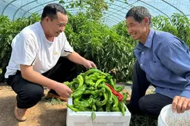 葡藤满架辣椒红 绿色助农显真情图片