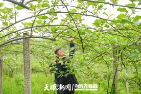 “统筹”之路，让猕猴桃走出绝境 ——松桃孟溪镇强村富民公司护航特色产业发展图片