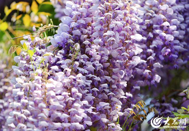 一城紫韵漫长廊！滨州紫藤花隧道迎来赏花季