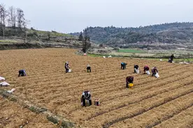 福泉陆坪：土豆种植忙 前景有“薯”光图片