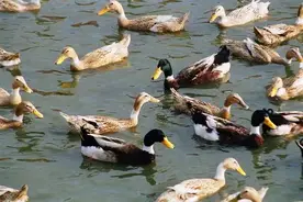 七夕会·美食 | 秋水：绍兴麻鸭图片