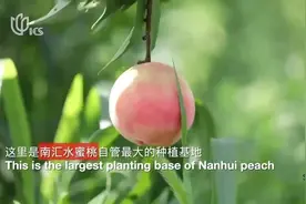 爆汁南汇水蜜桃 Peach视频封面