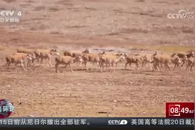 藏羚羊过马路一步三观察图片