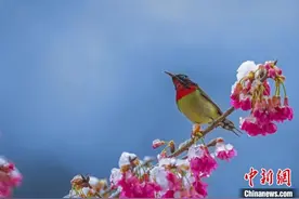 （遇见福建）“亚洲蜂鸟”踏雪迎春图片