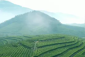济南：产好茶，也要讲好茶故事图片
