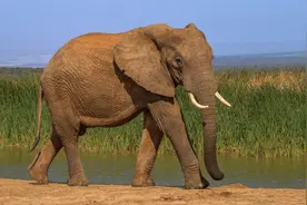 大象不易患癌的秘密图片