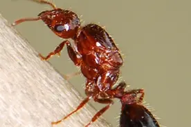 被叮咬后或致休克，危险入侵生物红火蚁进入活跃期，专家：避免靠近蚁巢，发现立即上报图片