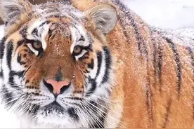 羡慕了！露天猫咖！东北“金渐层”果然和雪是绝配，终于理解了古人口中的“大虫”图片