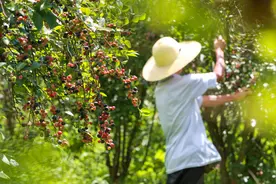 从江：小小蓝莓 助民增收图片