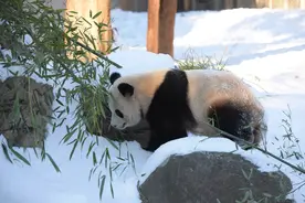 美媒：“宝力”“青宝”为在美“首秀”做准备图片