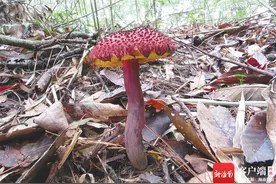 海南周刊 | 海南大型真菌加新22种 “蘑菇王国”神秘成员现身图片
