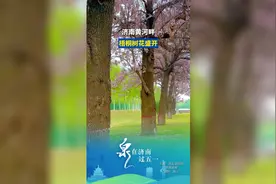 济南黄河岸边，梧桐树花盛开，如诗如画图片