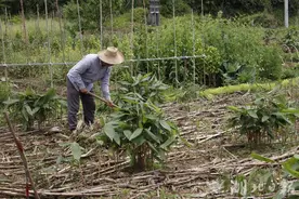 鹤峰：箬叶飘香迎端午 种植加工齐发力图片