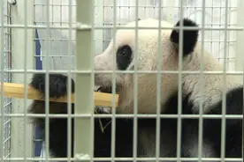 马来西亚出生熊猫姐妹“谊谊”“升谊”返回中国图片