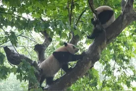 中央赠港大熊猫改吃“广州竹”图片