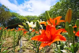 乡野绽放“百合花”，四团小荡村这个生态农场开出养生致富花→图片